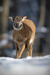 Mouflon cub in winter forest