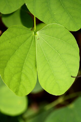 A beautiful close-up view of wild tree leaves.