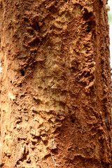 The termites have eaten the tree trunk.
