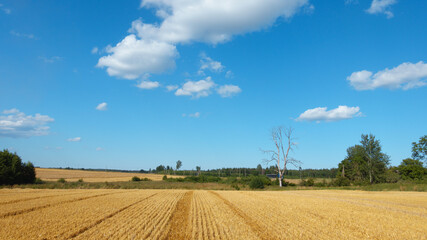 A large silhouette of a withered tree on a blue sky background in a rural area; foregrounded cereal field.