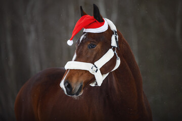 portrait of christmas hanoverian mare horse in red cap with fluffy halter in forest during snowfall...