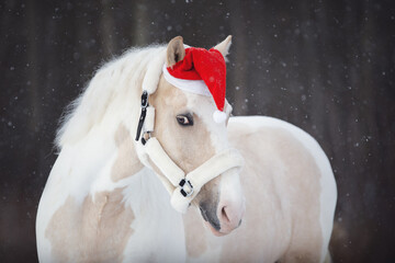 portrait of christmas pinto gelding pony in red cap with fluffy halter in forest during snowfall in...