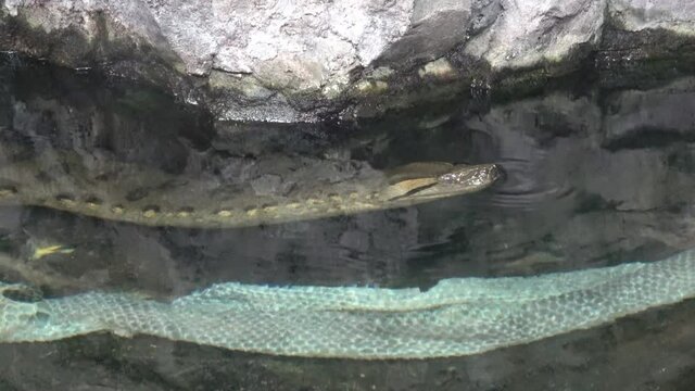 Anaconda in the water (Eunectes murinus) old dropped snake skin.