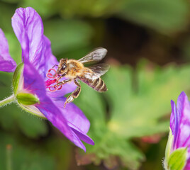 Flying bee at geranium flowers
