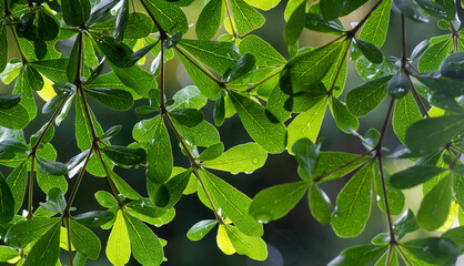 Fototapeta na wymiar Ketapang Kencana (Terminalia mantaly), Madagascar almond green leaves