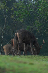 sambar deer in forest