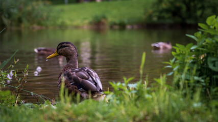 Obraz premium duck and ducklings