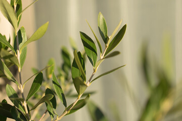 Beautiful olive leaves at dusk taken outdoors 