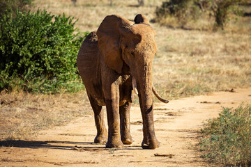 Baby elephant at Tsavo Safari Park in Africa, Kenya