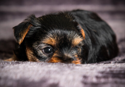 little puppy hides its nose Yorkshire terrier breed