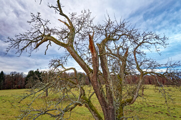 Knorriger Baum im Morgenlicht