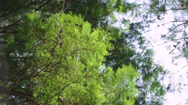 Hinoki cypress forest in the mountain