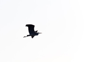 silhouette over white sky of flying heron