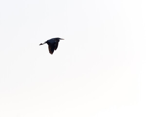 silhouette over white sky of flying heron