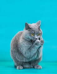 Obraz premium British shorthair cat posing in blue studio background.