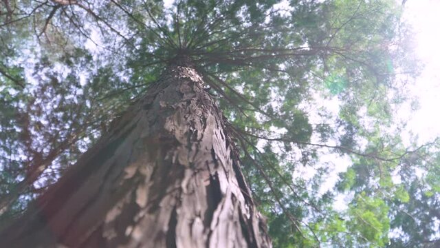 Hinoki cypress forest in the mountain