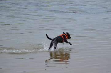 dog running in the water