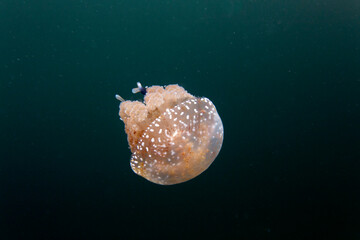 Photo of stingless jellyfish in Togean islands