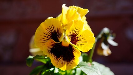 pansy