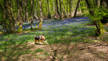 Fototapeta premium Missy dashing through the bluebells