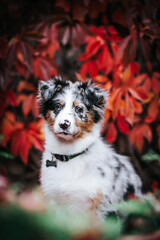 Australian shepherd puppy outside in beautiful red autumn. Amazing autumn colors
