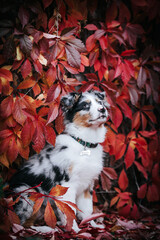 Australian shepherd puppy outside in beautiful red autumn. Amazing autumn colors