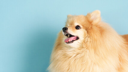 Fototapeta na wymiar Portrait of beautiful cute Pomeranian Spitz dog, happy positive cheerful puppy looking side to the left with copy space and place for text on blue background. Lovely pet, small playful smiling doggy.