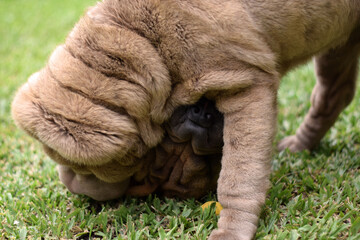 animal perro shar pei pareja crias reproduccion compañeros