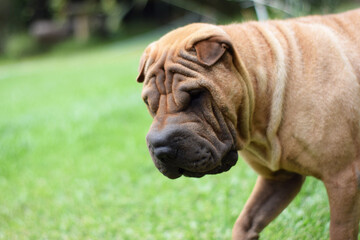 perros animal pareja reproduccion shar pei compañeros