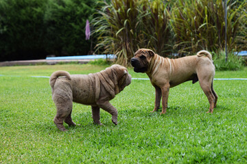 perros animal pareja reproduccion shar pei compañeros