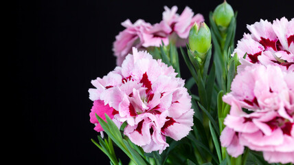beautiful flower of decorative carnation