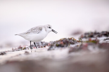 Sanderling am Ostseestrand - Spülsaum