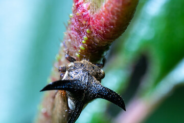 Macro photography of an insects with horn hanging on a branch with nature colored out of focus background