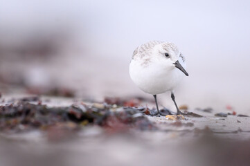 Sanderling am Spülsaum
