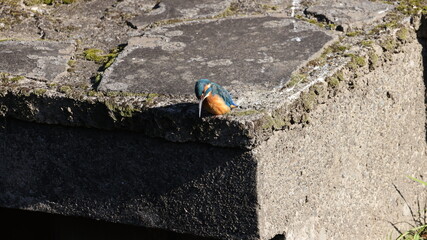 餌を探して水面を見つめているカワセミの写真
