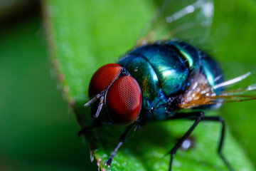 Macro Image of a fly focused on the red eyes with nature colored out of focus background