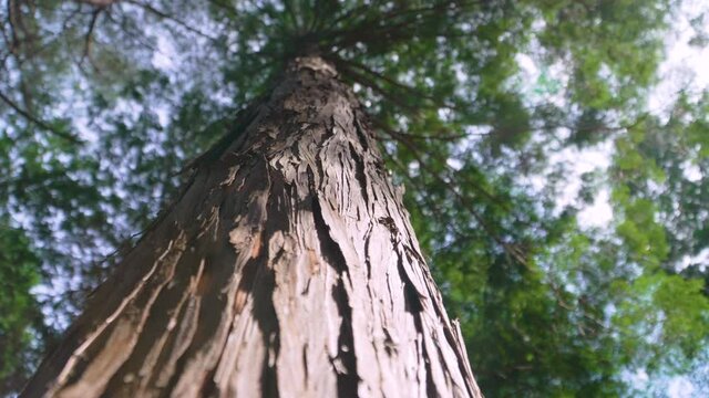 Hinoki cypress forest in the mountain
