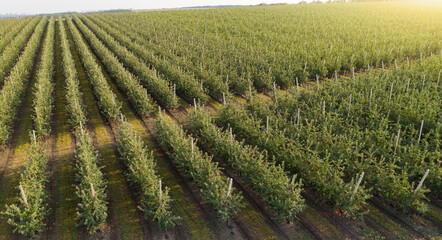 Fototapeta premium Aerial view of the apple orchard 