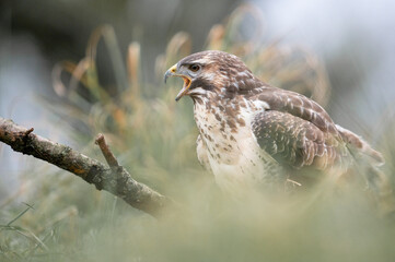 Mäusebussard Portrait am Boden