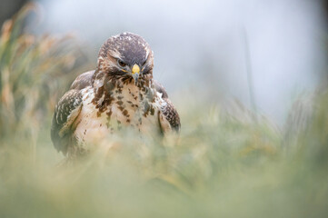Mäusebussard Portrait am Boden
