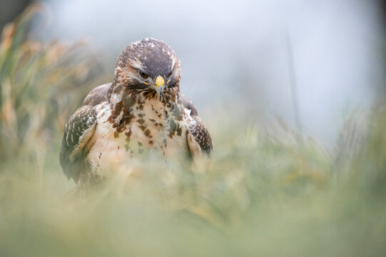 M&auml;usebussard Portrait am Boden