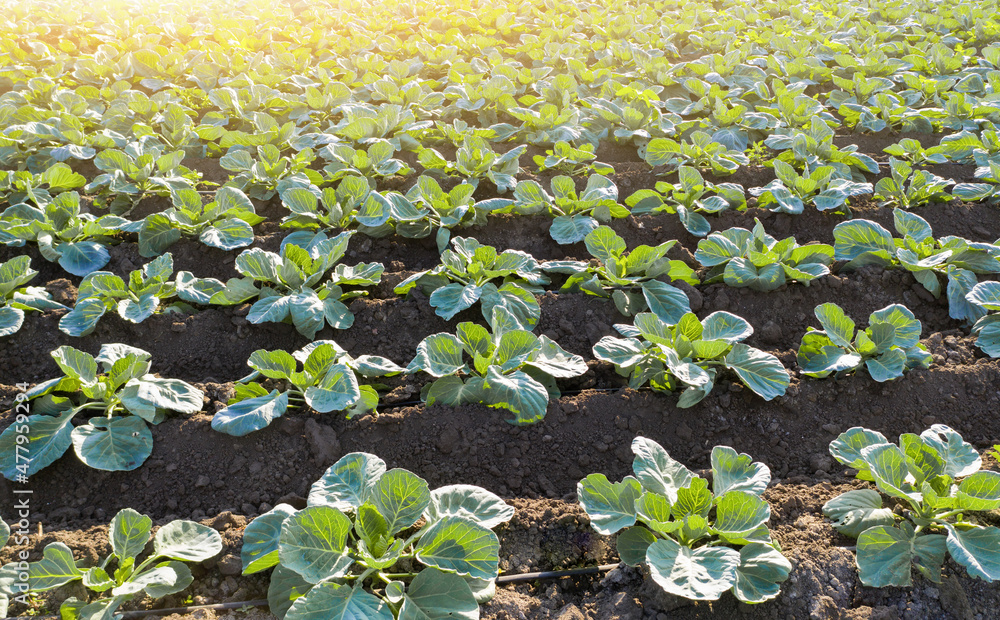 Aufkleber A rows of cabbage in an agricultural field	
