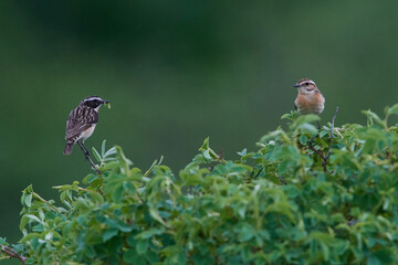 Braunkehlchen Männchen und Weibchen