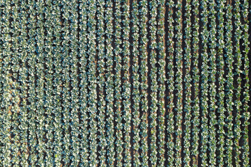 Aerial view of a rows of cabbage in an agricultural field	