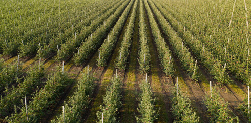 Aerial view of the apple orchard	