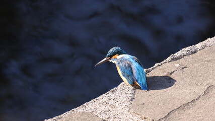 餌を探して水面を見つめているカワセミの写真