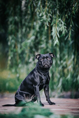 Staffordshire bull terrier dog photography outside. 