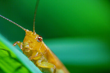 A yellow grasshopper on top of a green with defocused Green Background