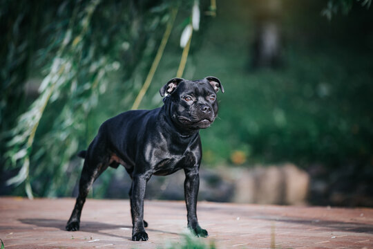Staffordshire bull terrier dog photography outside. - Powered by Adobe