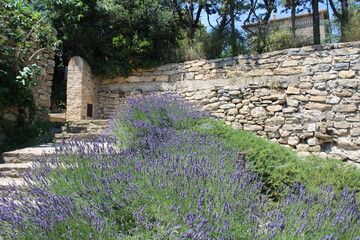 Lavande - Sud France